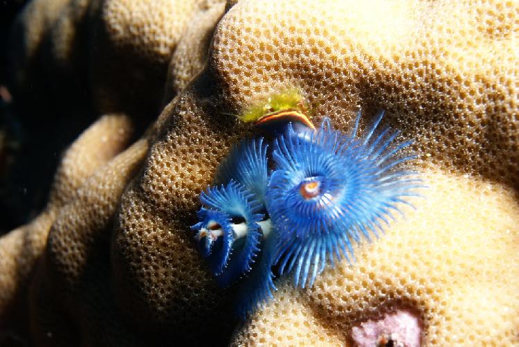 Christmas tree worm