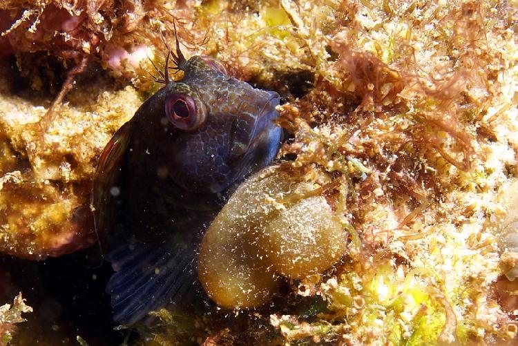 Blenny