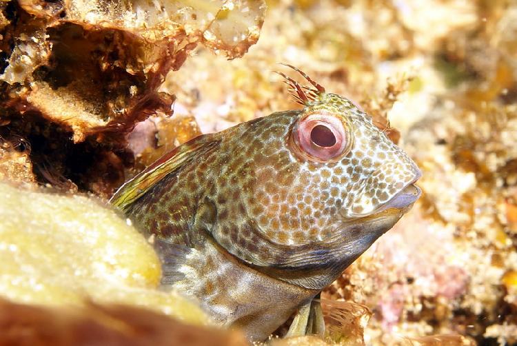 Blenny