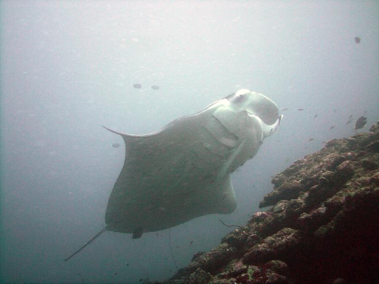 Manta Ray