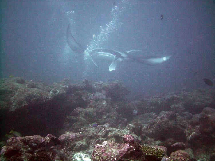 Manta Ray