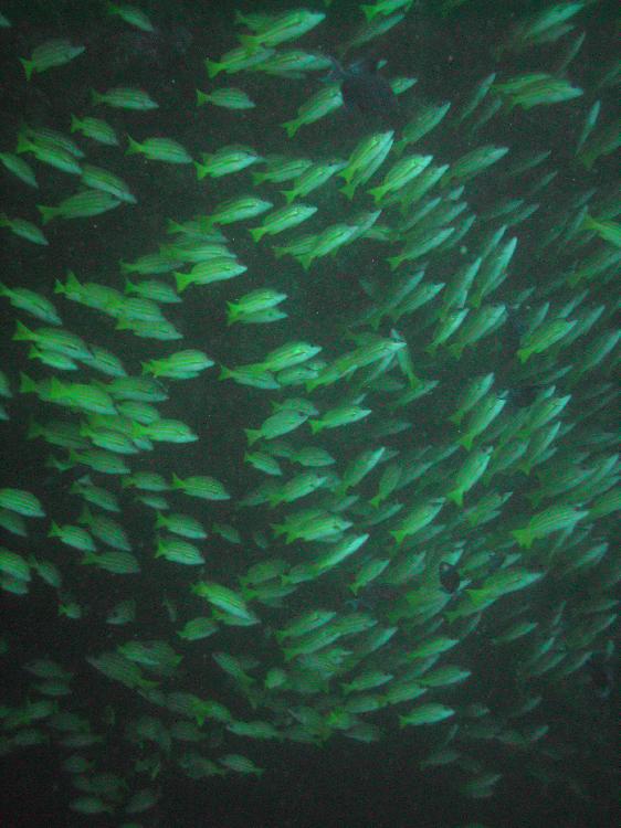 A school of snappers under an overhang