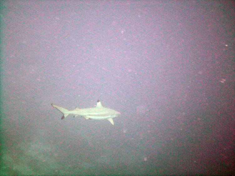 Blacktip Reef Shark