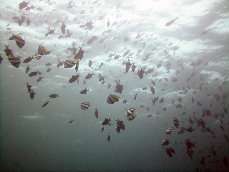 Bannerfish and Redtooth Triggerfish