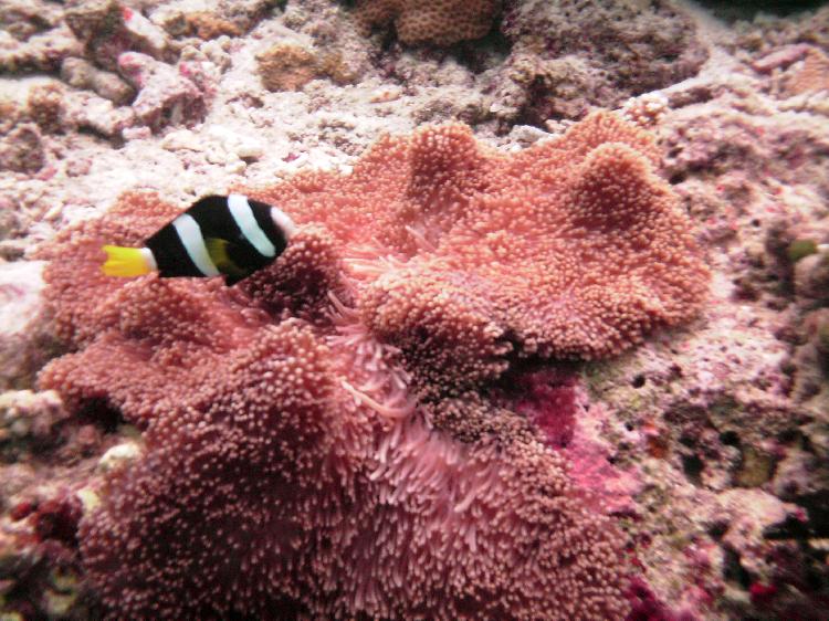 Sebae Anemonefish at his anemone