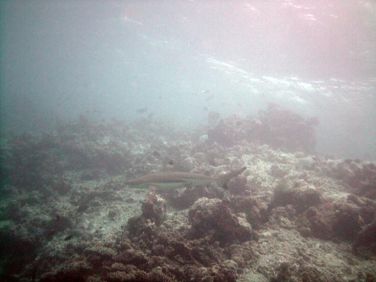 Blacktip Reef Shark