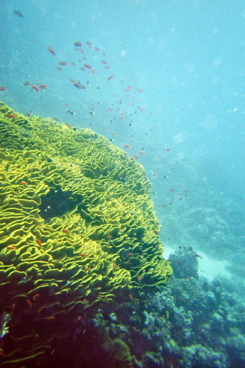 Salad coral