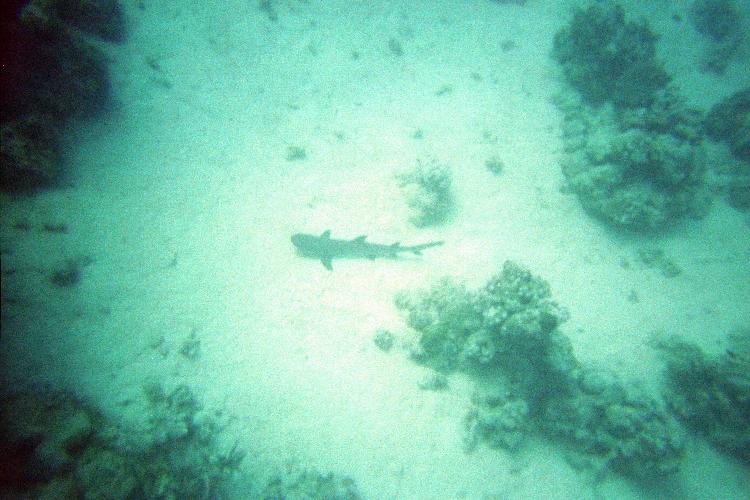 Whitetip Reef Shark