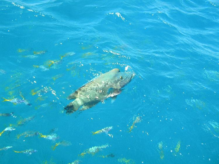 Maori Wrasse swimming around the boat