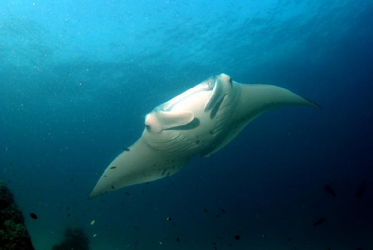 Manta