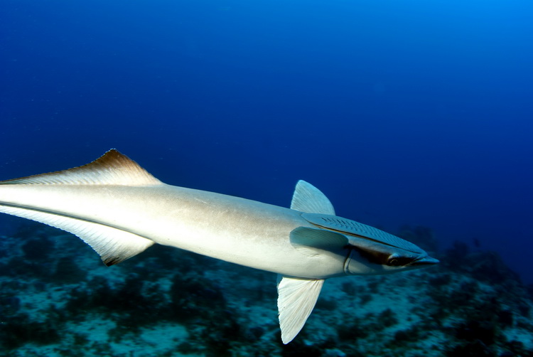 Remora