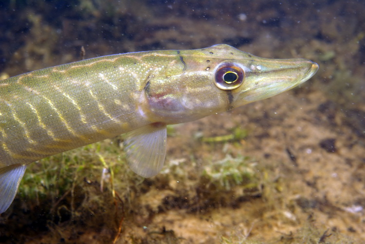 Kleine snoek