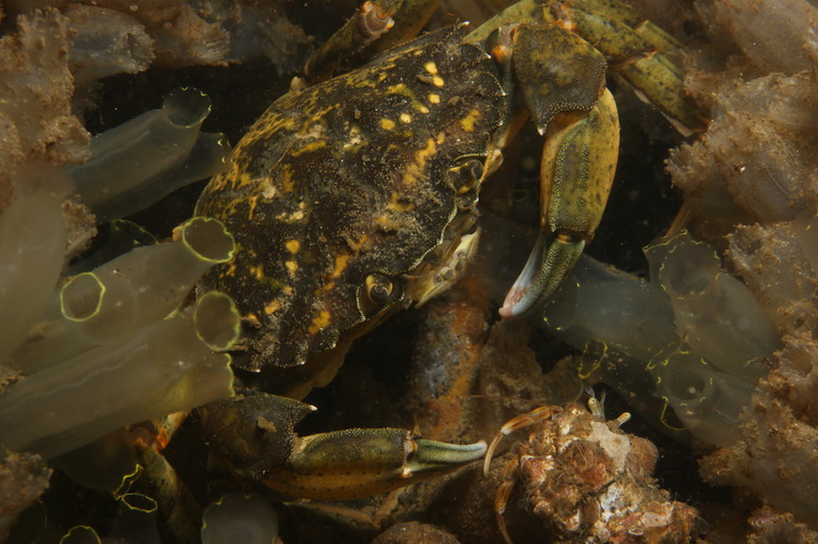 krab tussen de zakpijpen