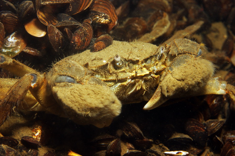 Chinese wolhandkrab