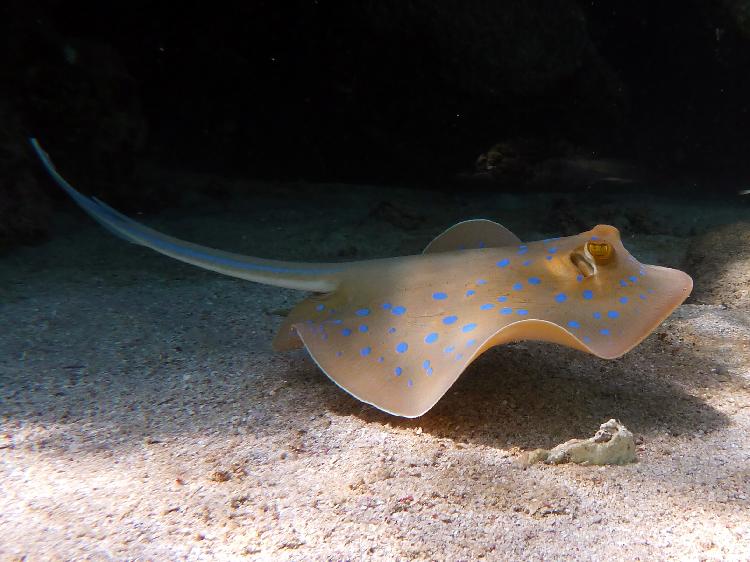 Bluespotted stingray