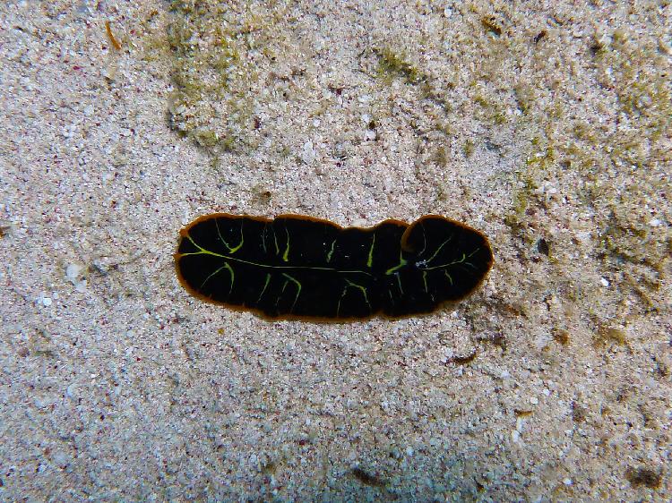 Tiger flatworm