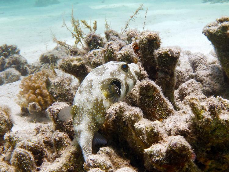 Whitespotted puffer