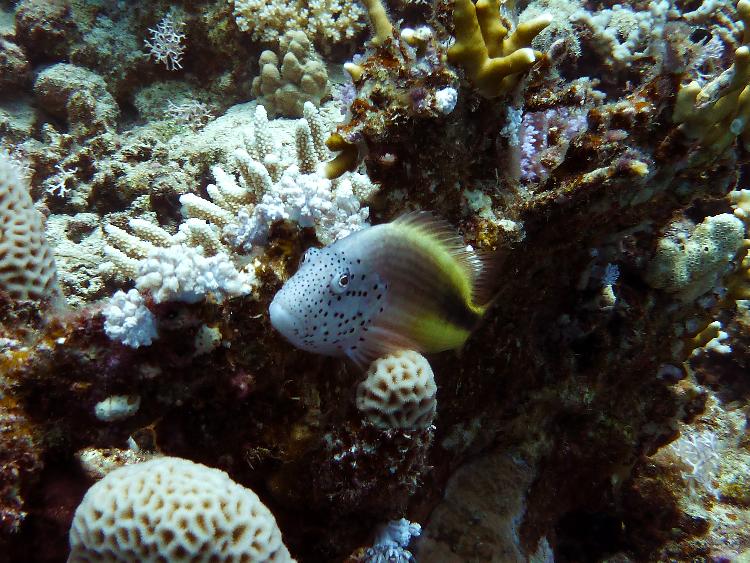 Freckled hawkfish