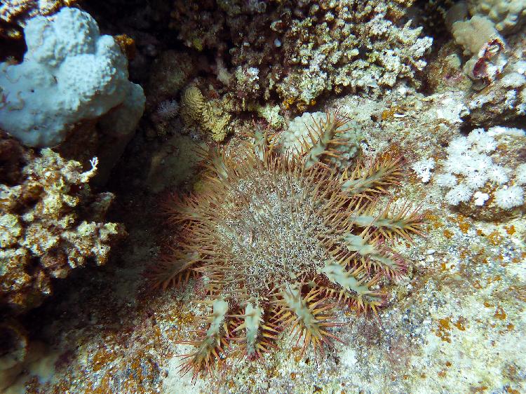 Crown-of-thorns starfish