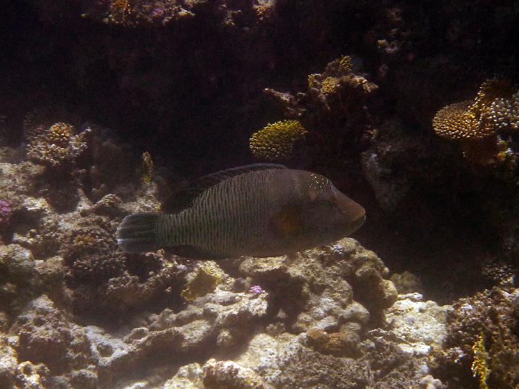 Napoleon wrasse