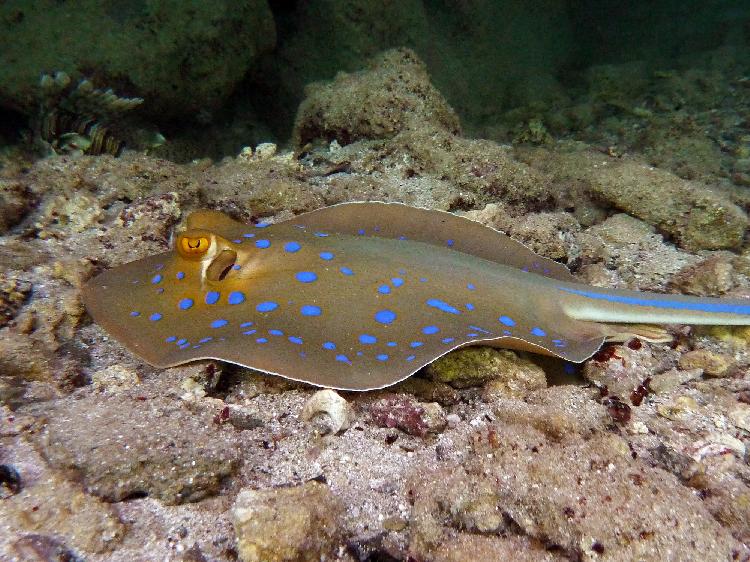 Bluespotted stingray with lionfish