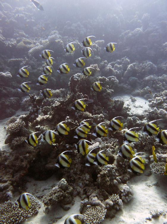 Red Sea bannerfish