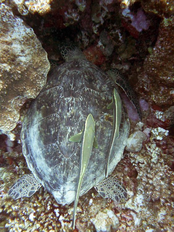 Hawksbill turtle