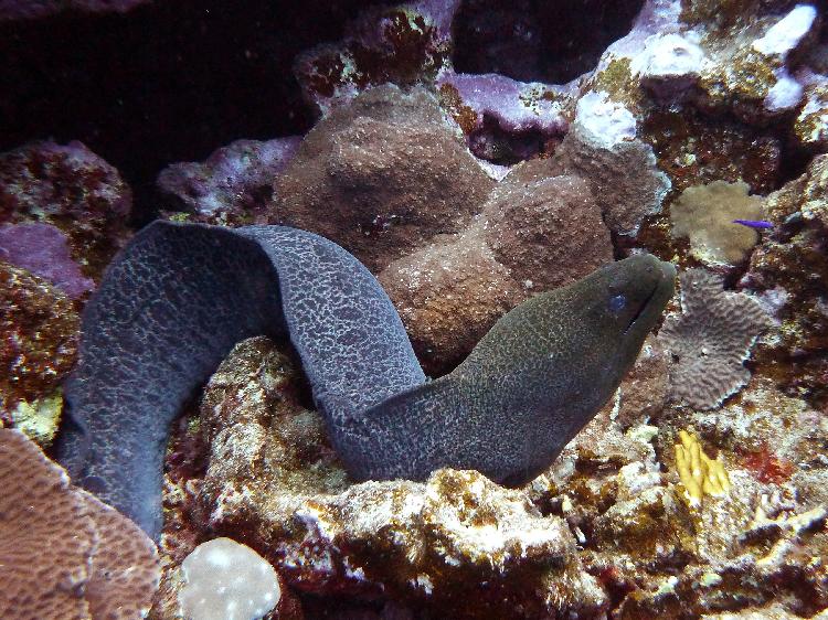 Giant moray