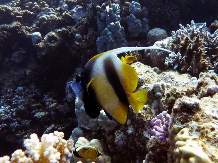 Red Sea bannerfish