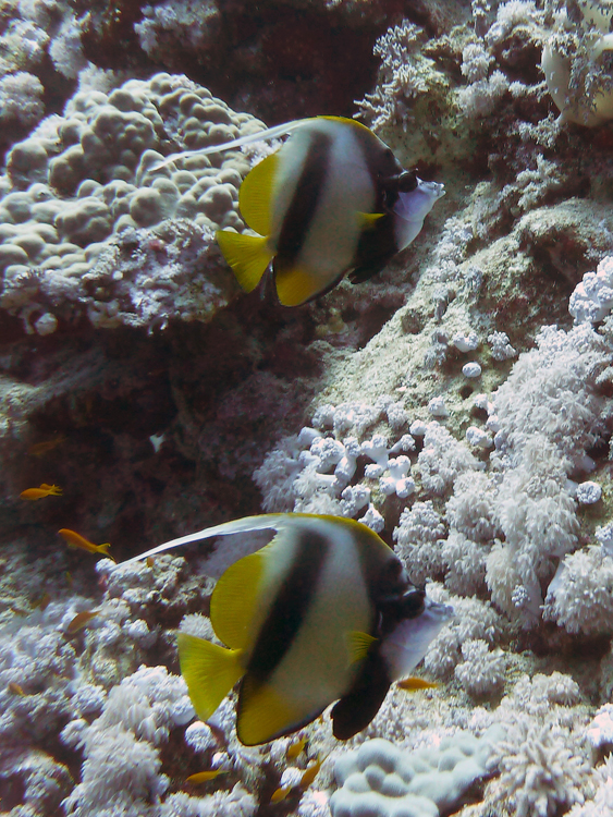 Red Sea bannerfish