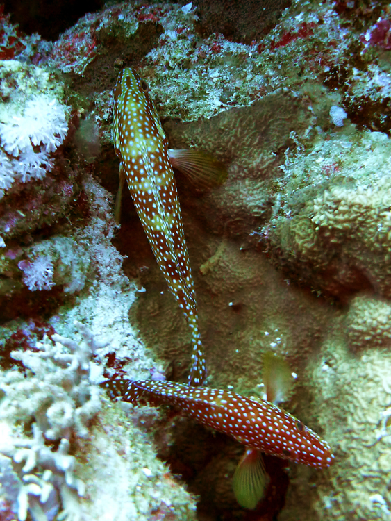 Two Red Sea coralgroupers