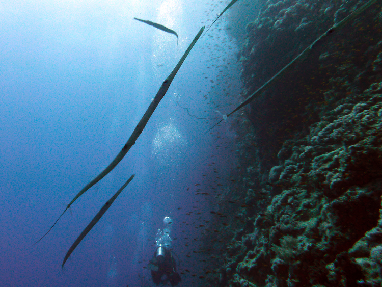 Smooth cornetfish along the steep wall