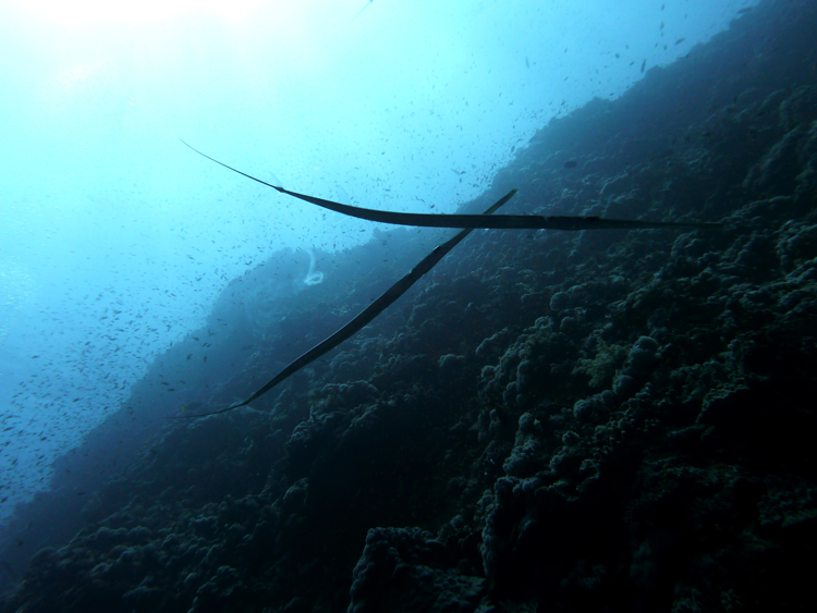 Two smooth cornetfish