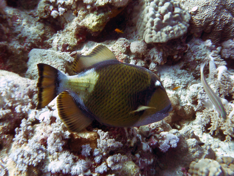 Titan triggerfish