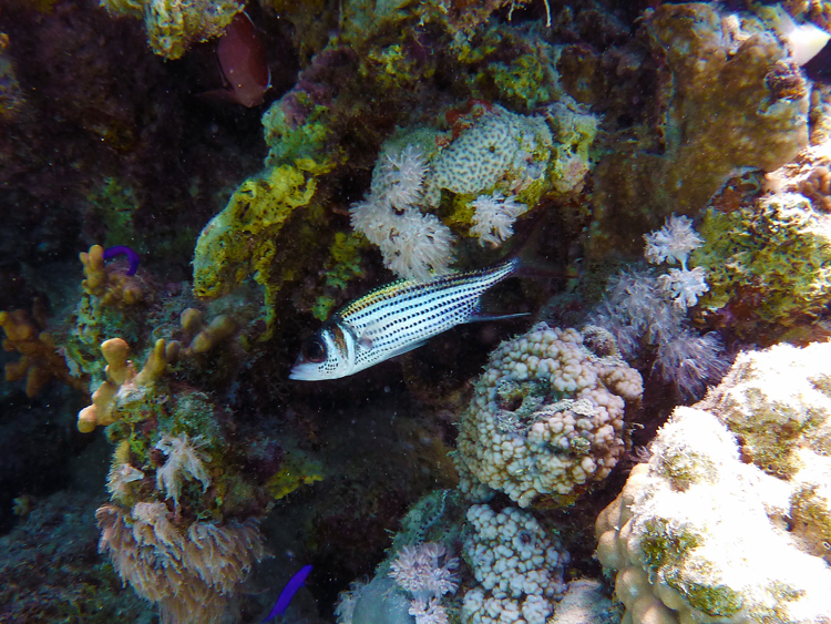 Spotfin squirrelfish