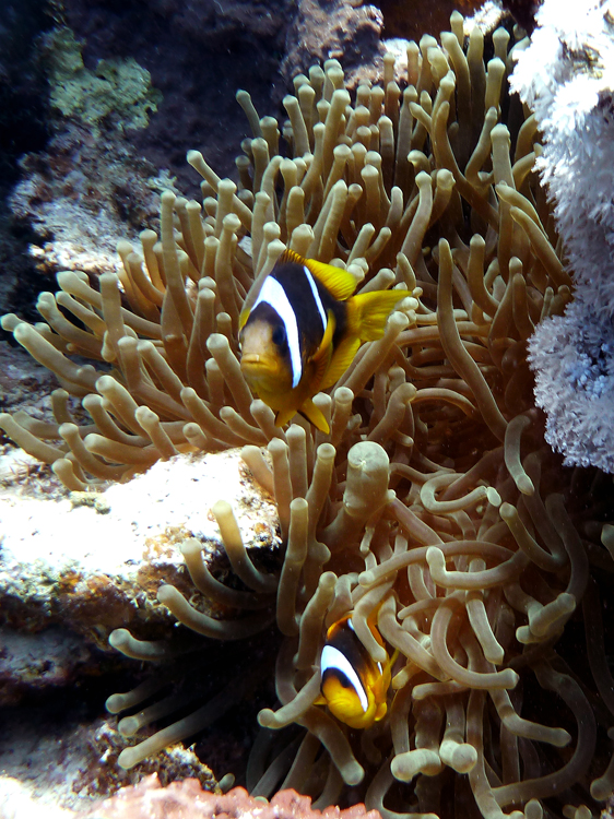 Red Sea anemonefish