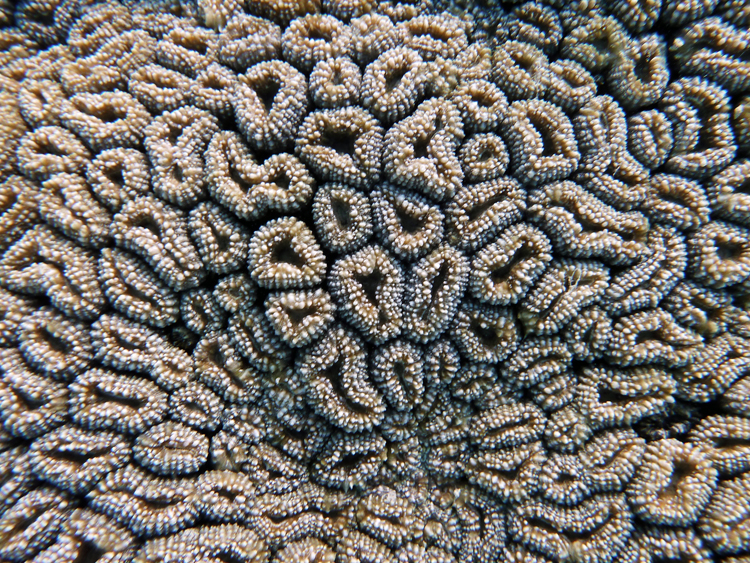 Honeycomb coral