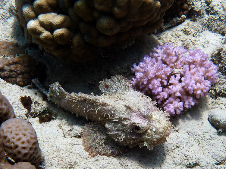 Scorpionfish