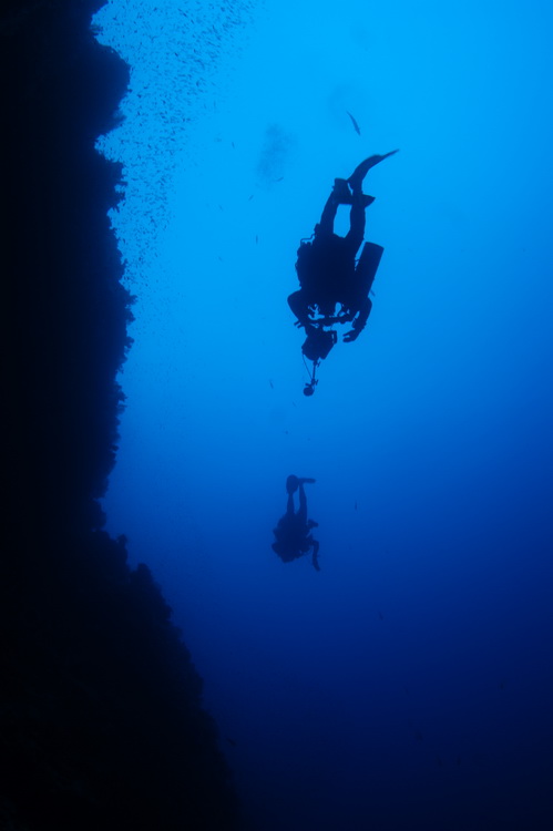 Duiker silhouet