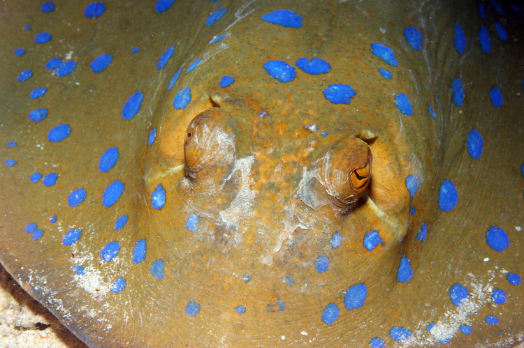 Blue spotted stingray