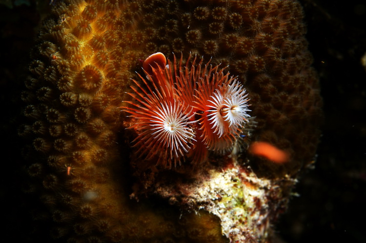 Christmas tree worms