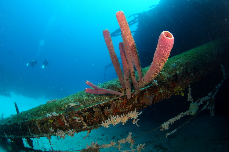 Sponzen op de Hilma Hooker