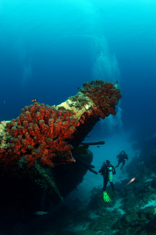 Duikers naast de hilma hooker