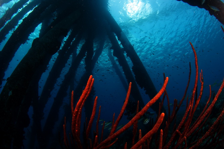 rood koraal onder de zoutpier