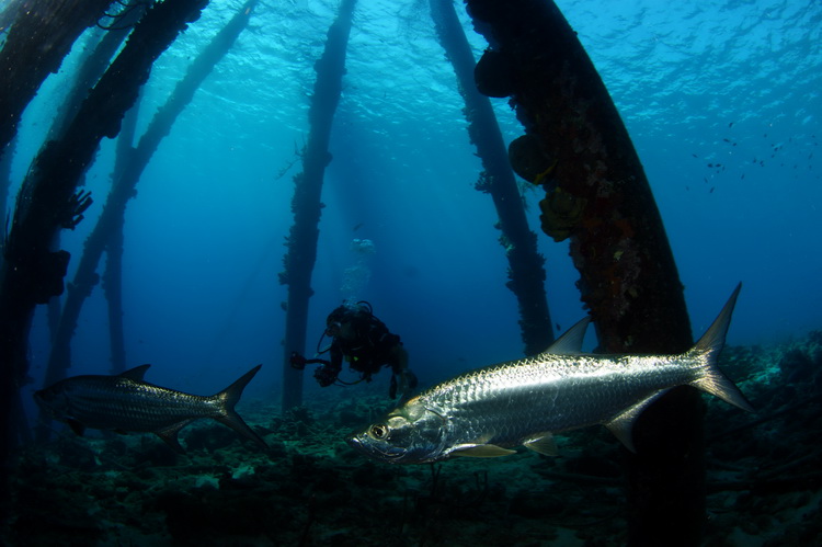 Tarpon