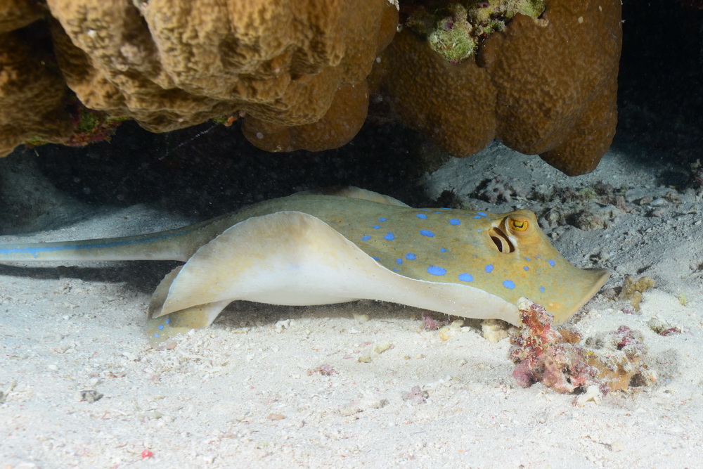 Blue spotted stingray