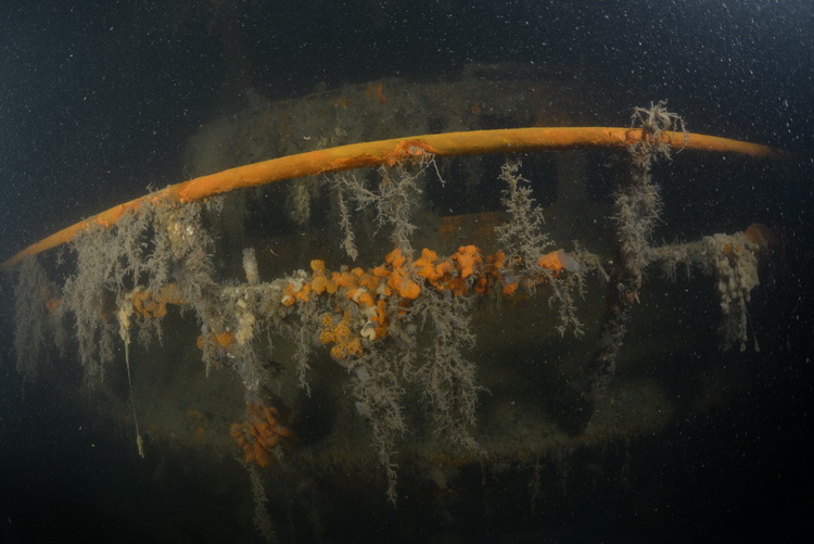 achterkant van de zeehond