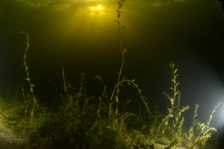 Zonnestralen onder water in vinkeveen