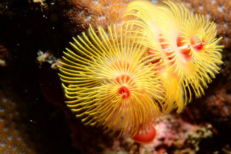 Christmas tree worm