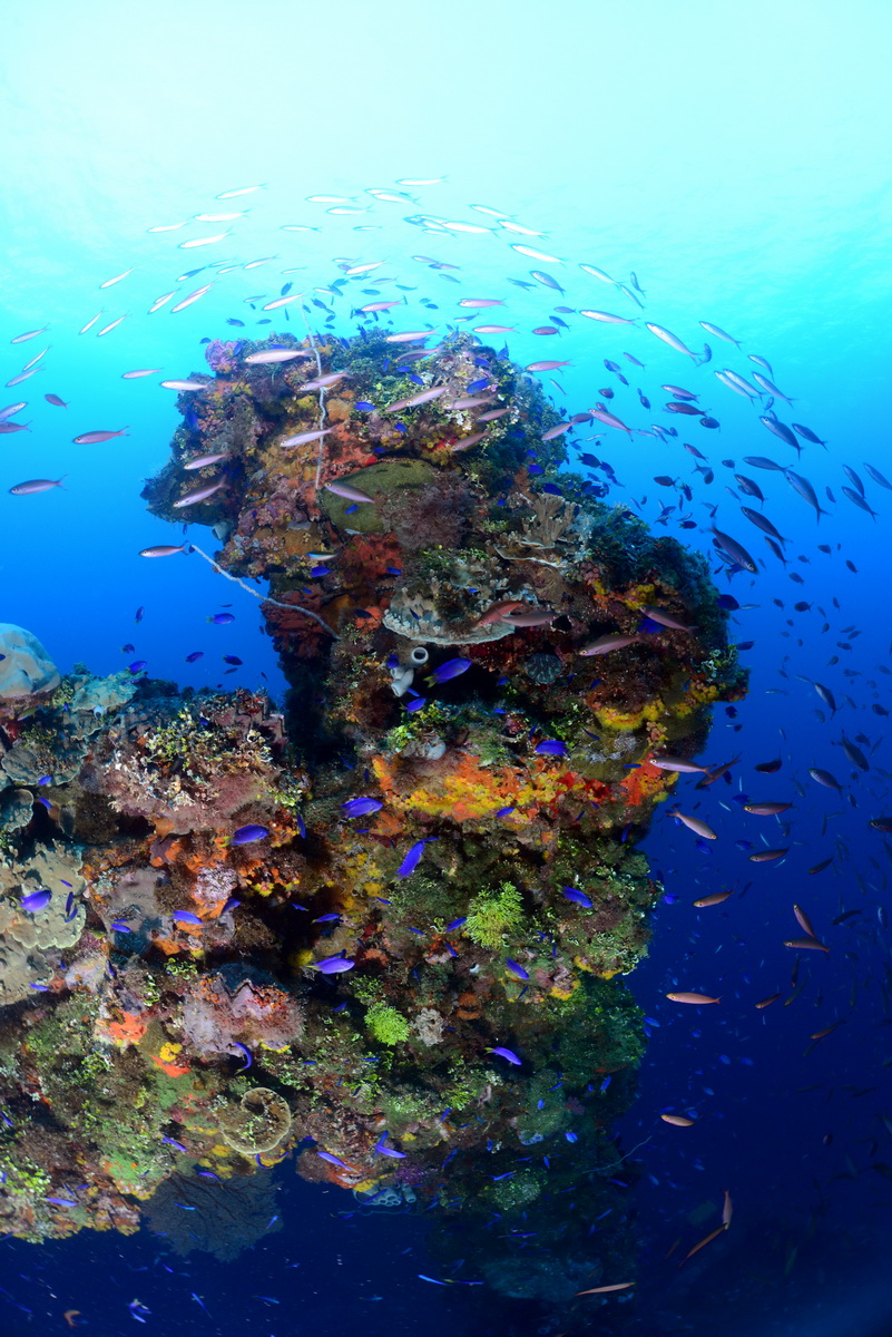 Koraal op de Fujikawa maru